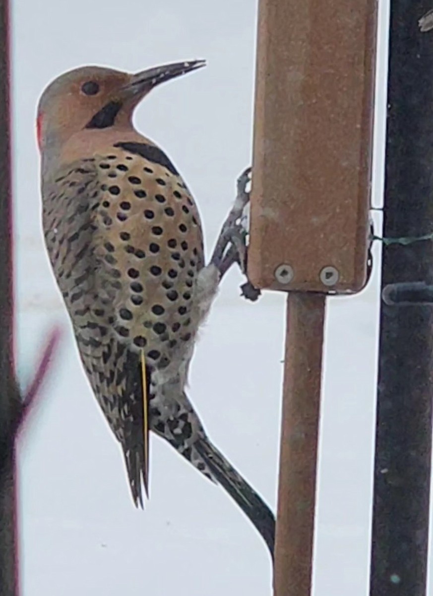 Northern Flicker - ML646551916