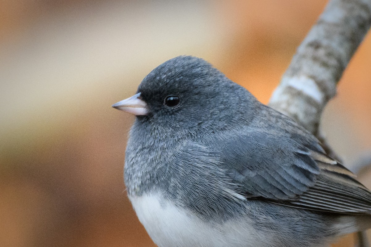 Dark-eyed Junco - ML646551918