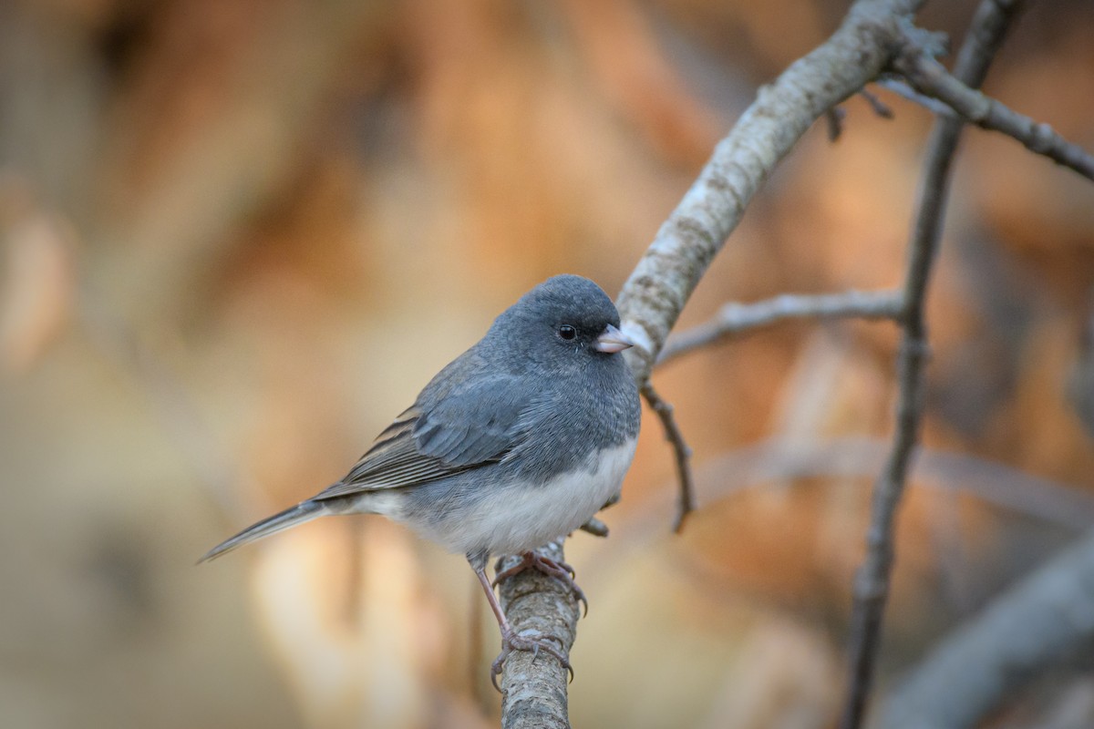 Dark-eyed Junco - ML646551921