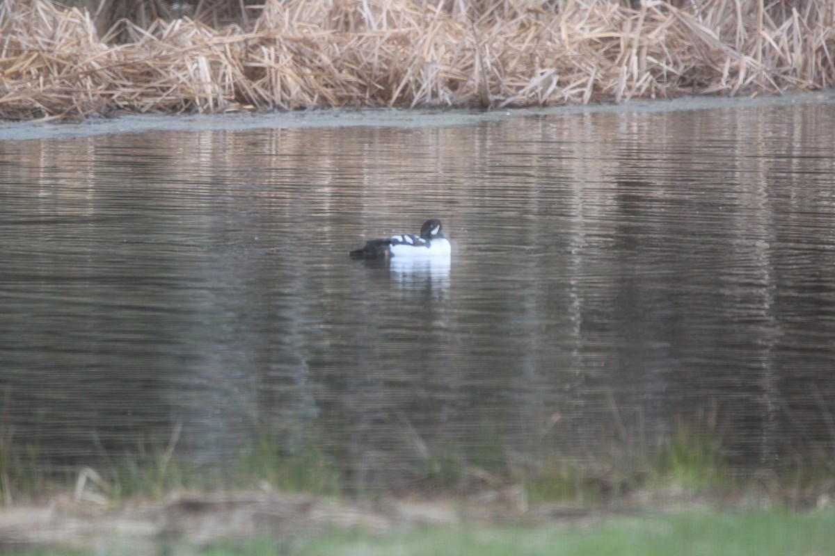 Barrow's Goldeneye - ML646551922