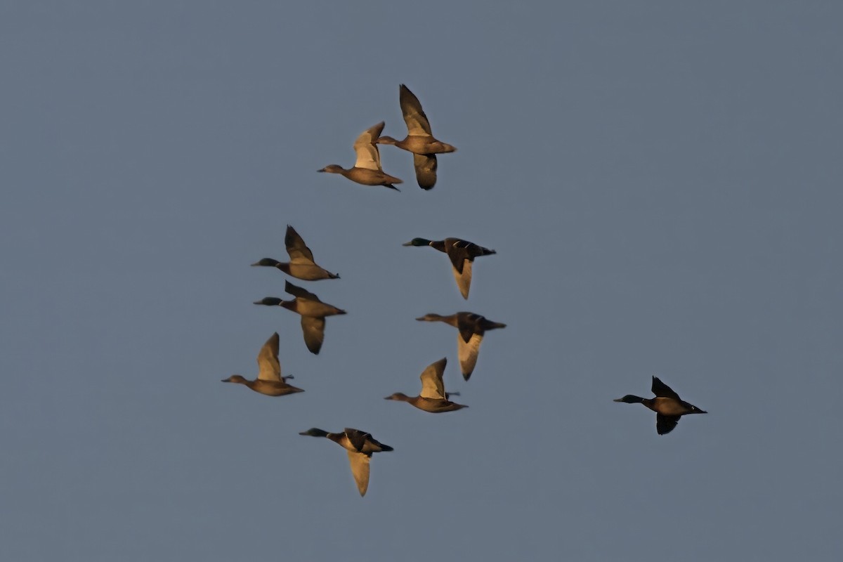 Mallard - ML646551924