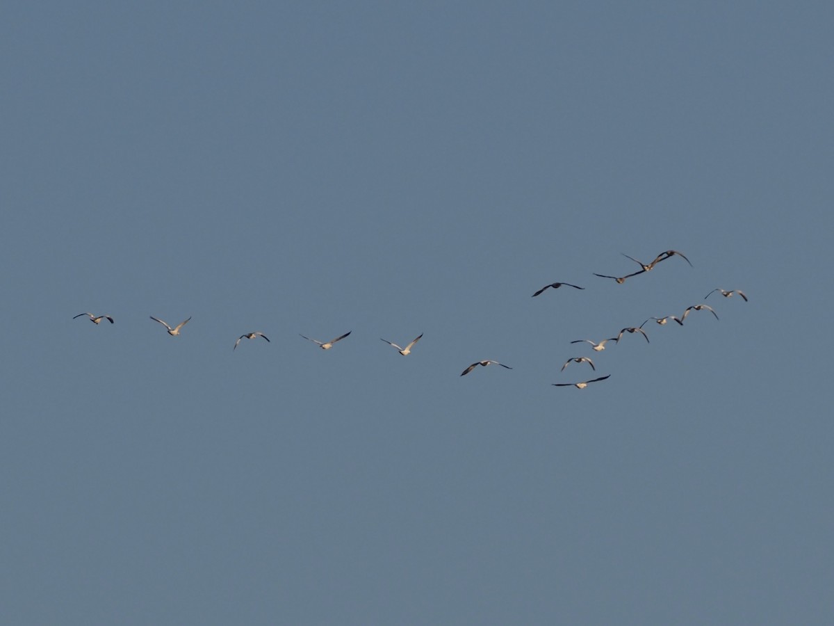 ハクガン - ML646551925