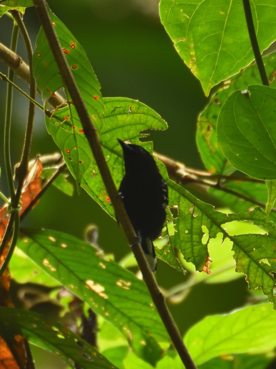 Dot-winged Antwren - ML646551926