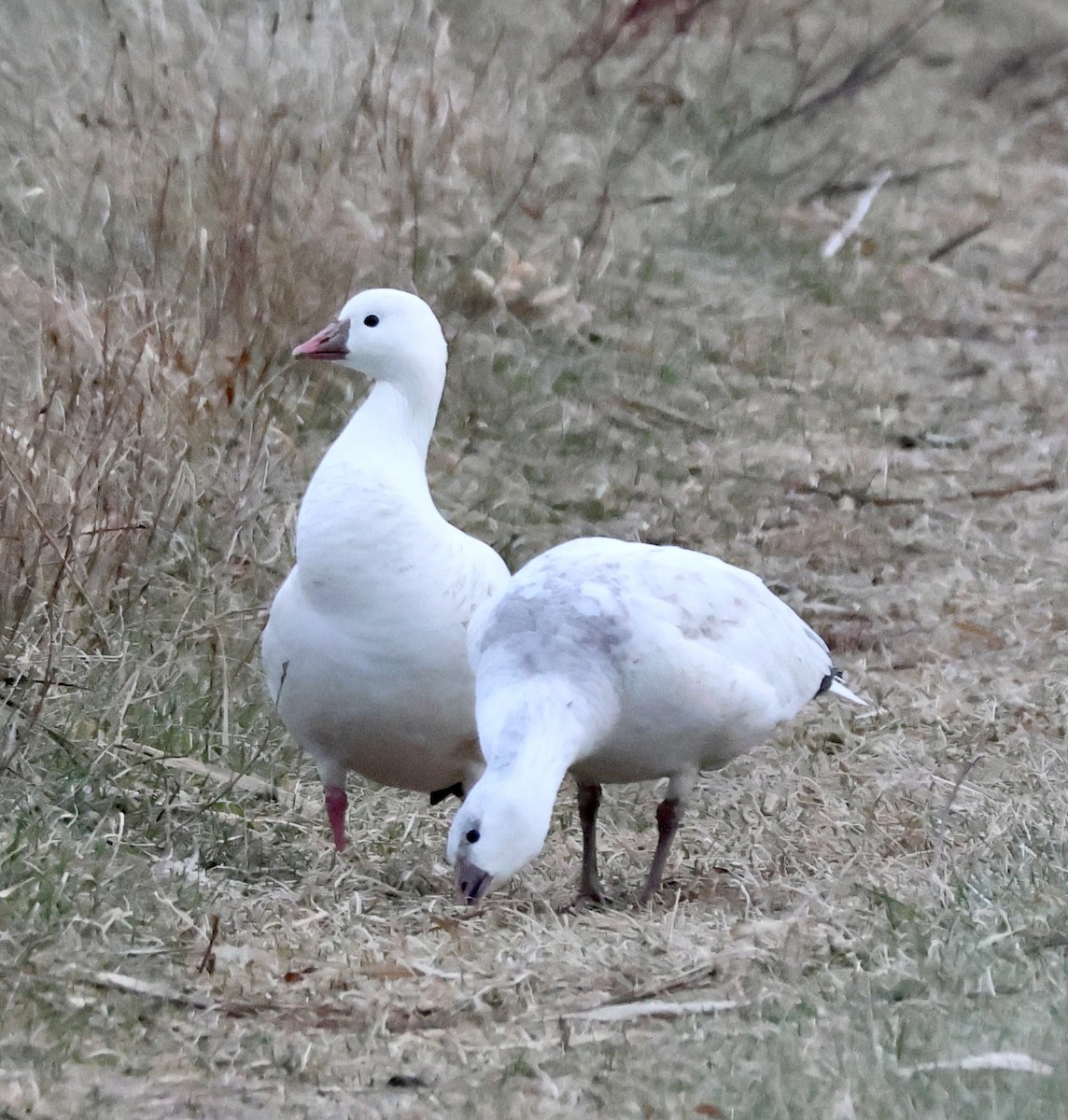 Ross's Goose - ML646551927