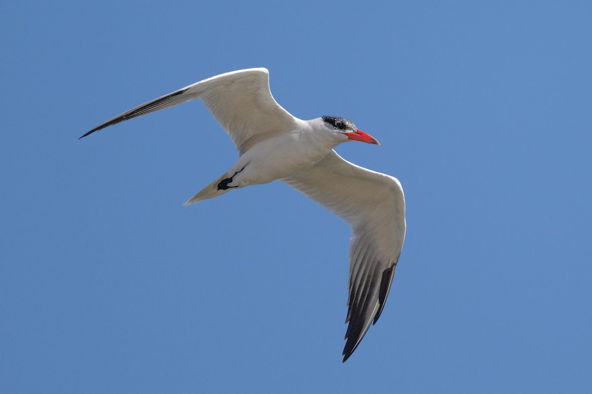 rovterne - ML646551929