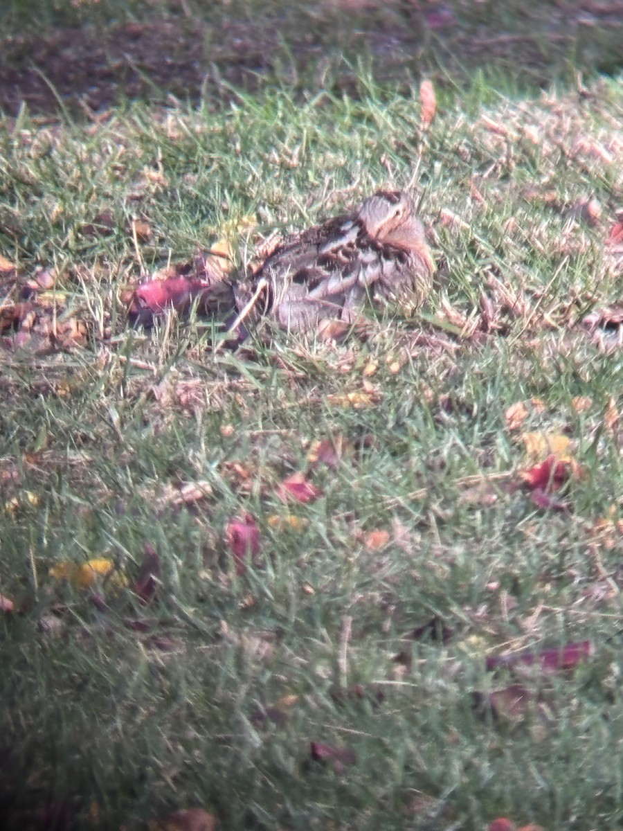 American Woodcock - ML646551931