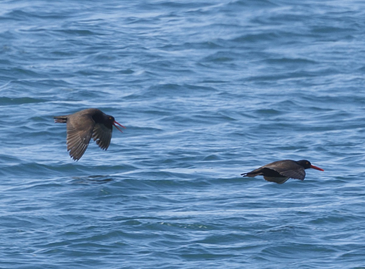 Black Oystercatcher - ML646551932