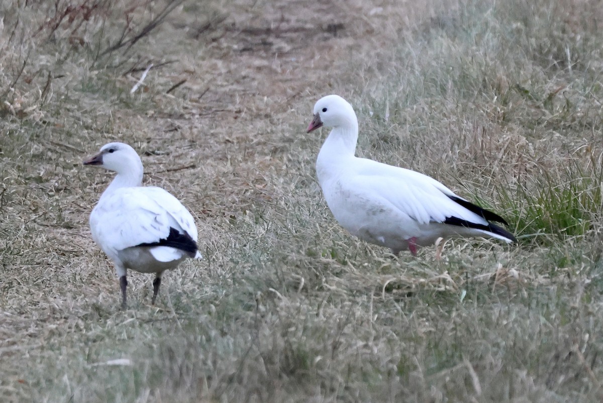 Ross's Goose - ML646551933