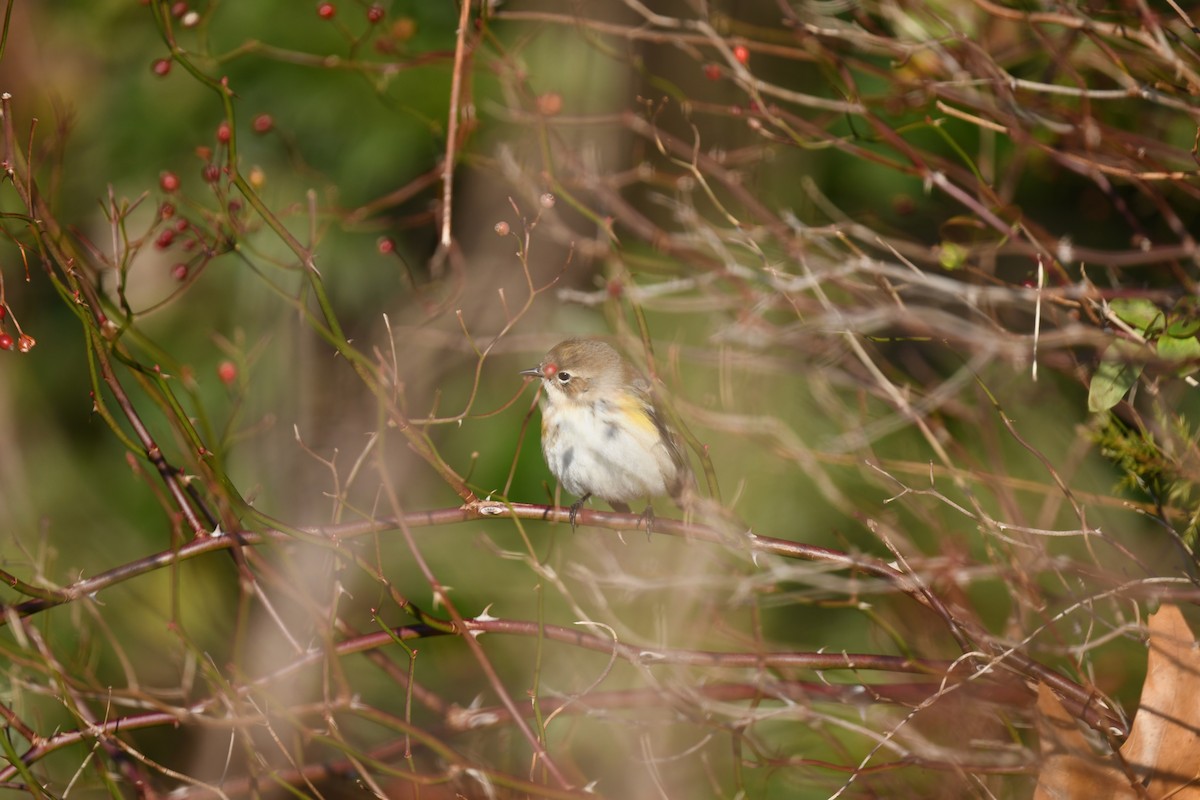 Yellow-rumped Warbler (Myrtle) - ML646551934