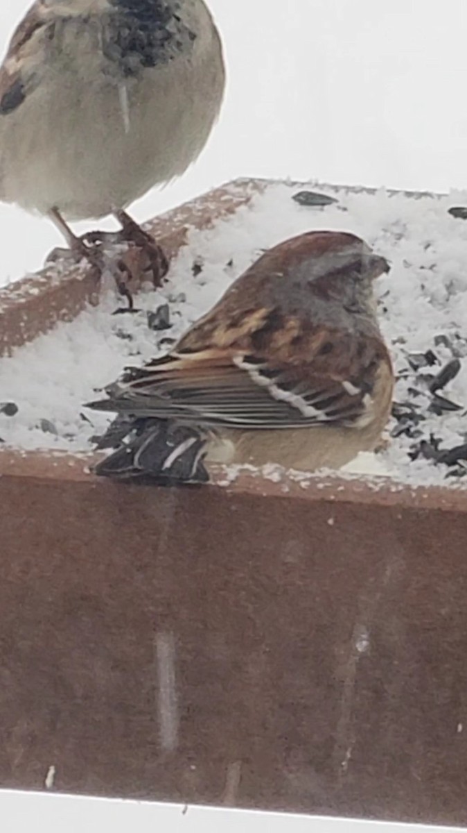 American Tree Sparrow - ML646551935