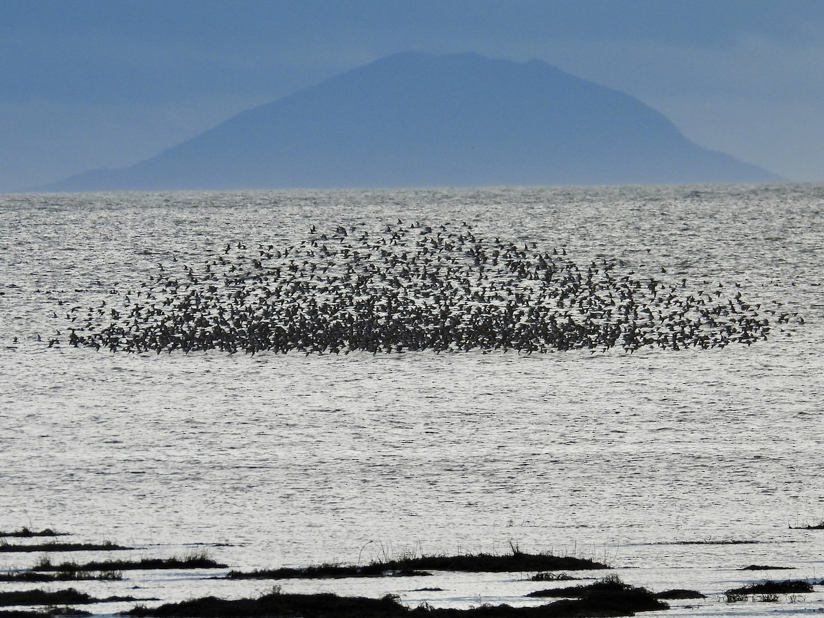 Piovanello pancianera - ML646551936