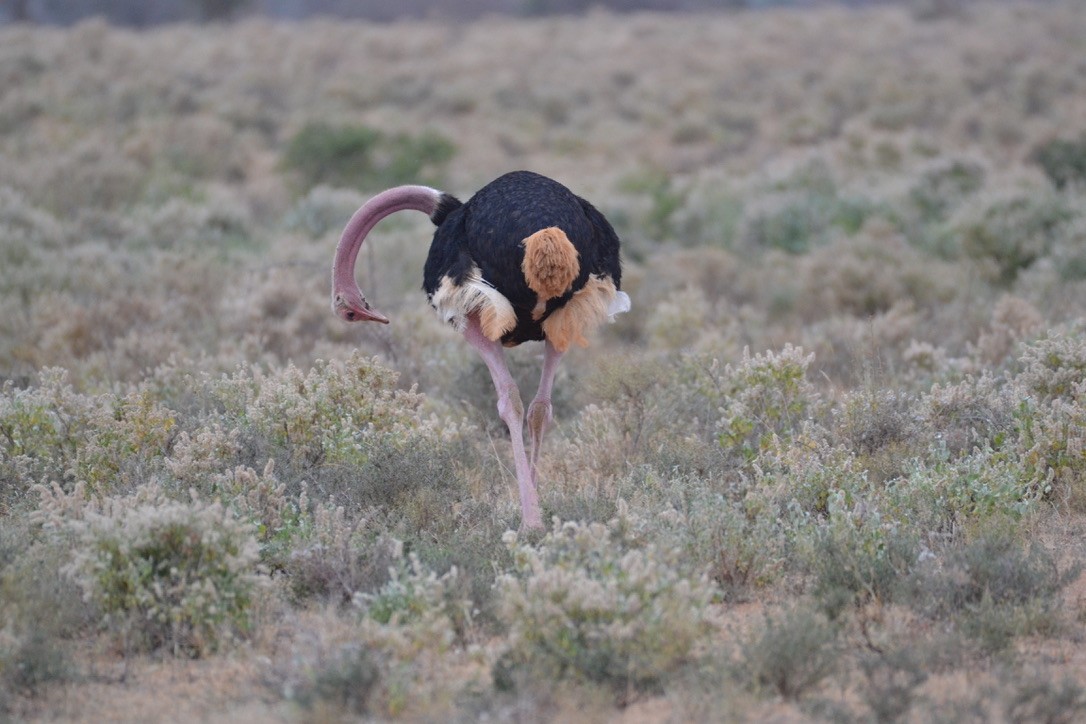 Common Ostrich - ML646551937