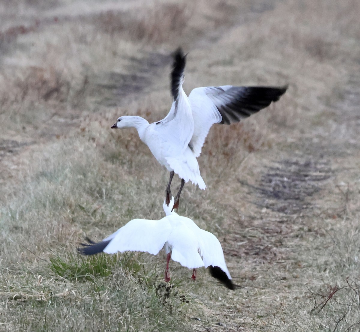 Ross's Goose - ML646551938