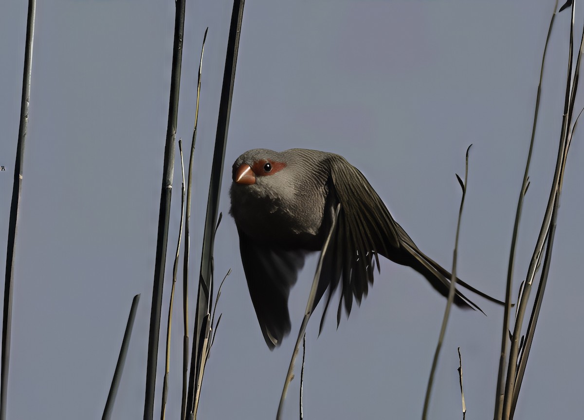 פרושית אדומת-משקפיים - ML646551940