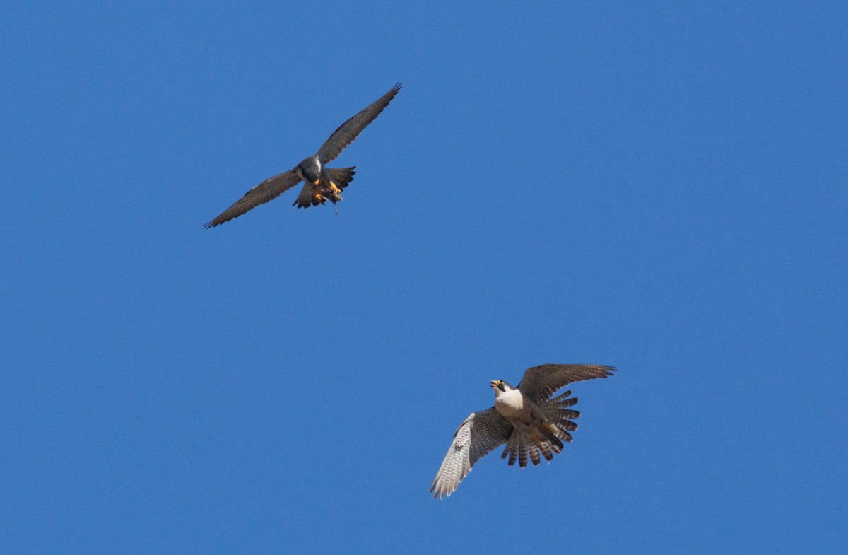 sokol stěhovavý - ML646551941