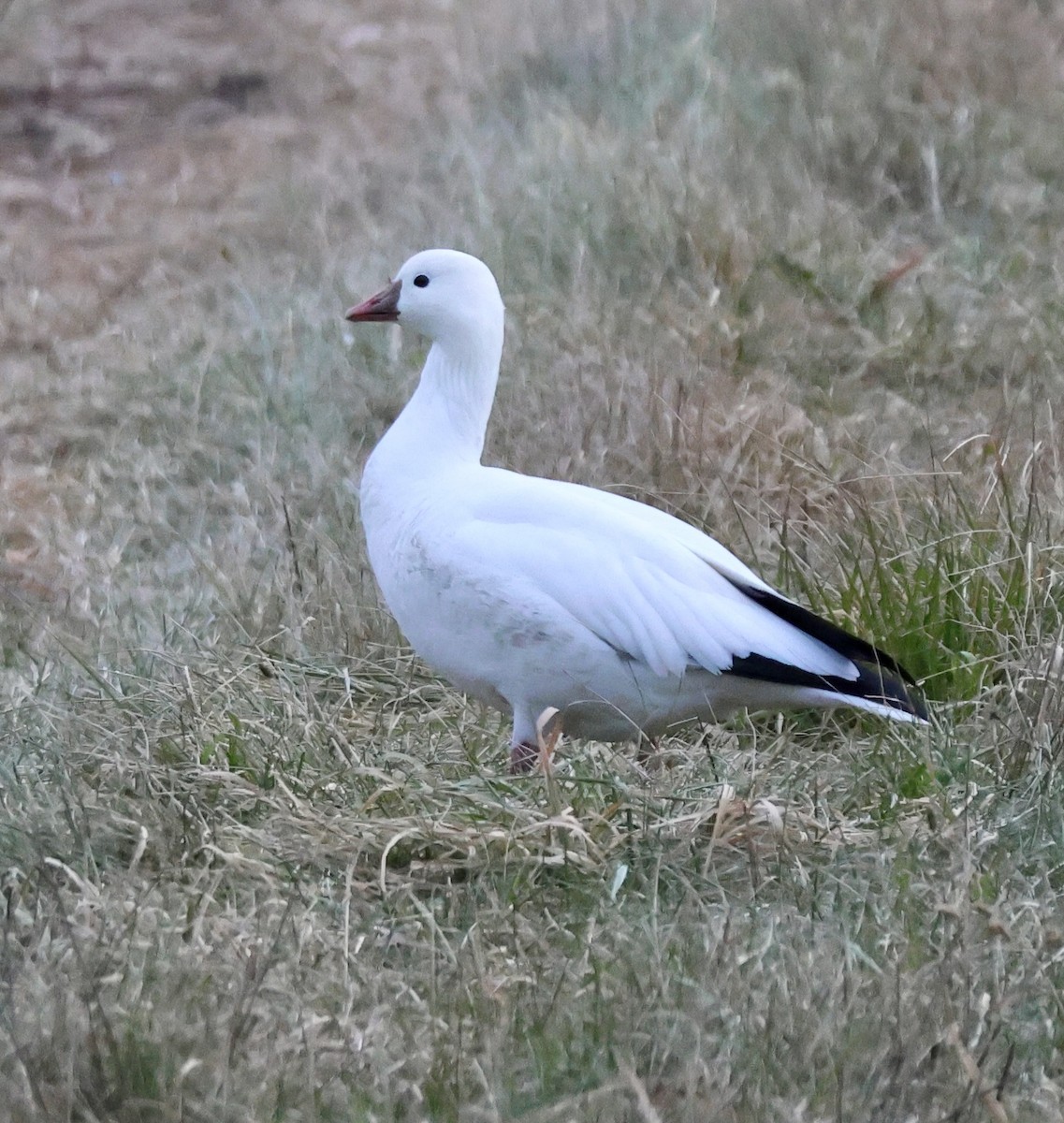 Ross's Goose - ML646551942