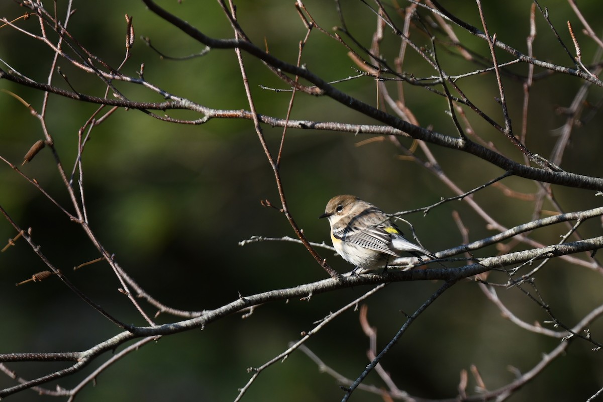 Yellow-rumped Warbler (Myrtle) - ML646551943