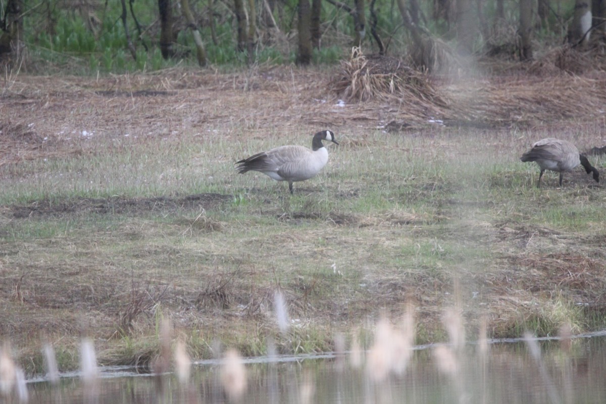 Canada Goose - ML646551944