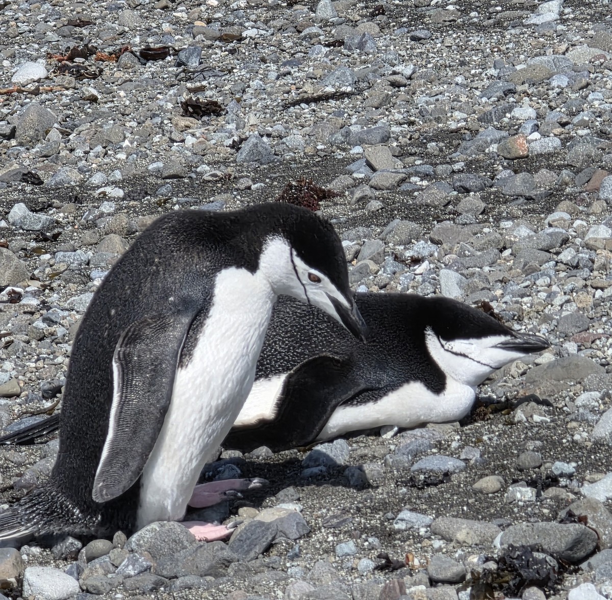 Chinstrap Penguin - ML646551945