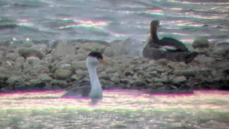 Clark's Grebe - ML646551949