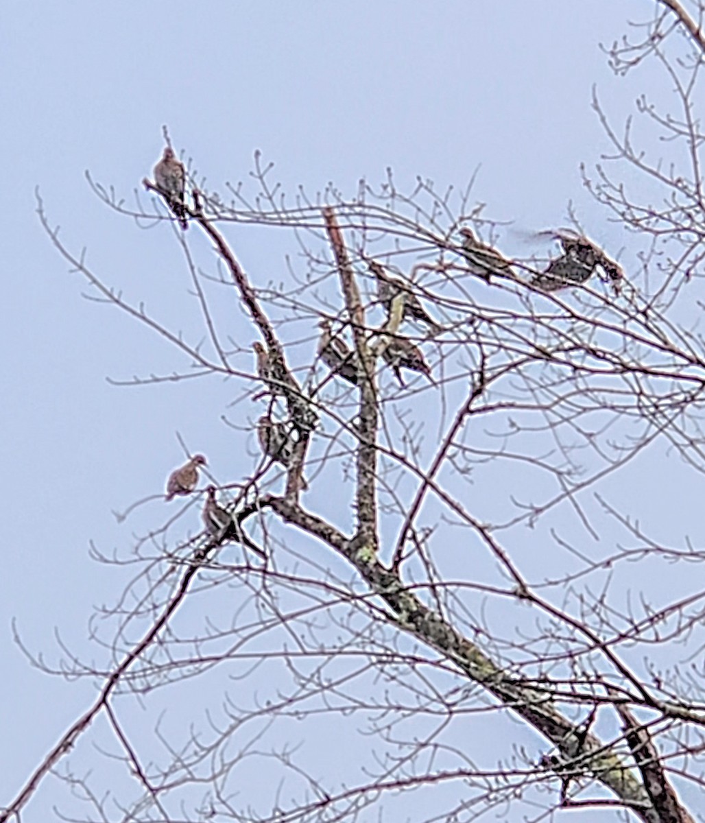 White-winged Dove - ML646551950