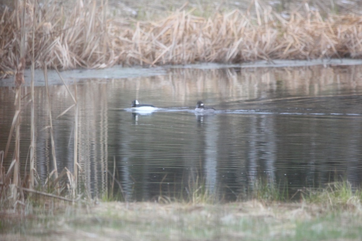 Bufflehead - ML646551951