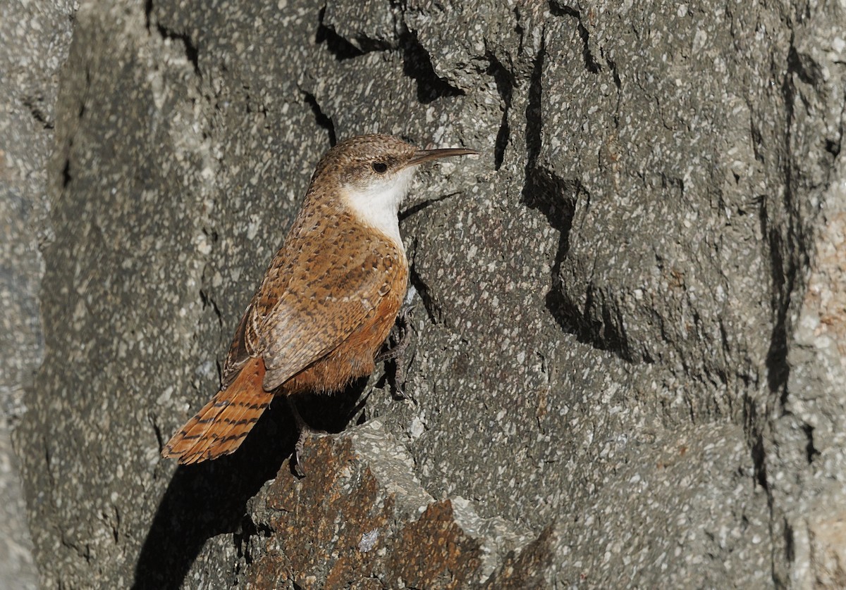Canyon Wren - ML646551952