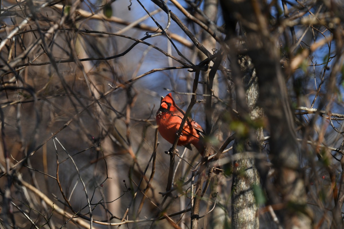 Northern Cardinal - ML646551956