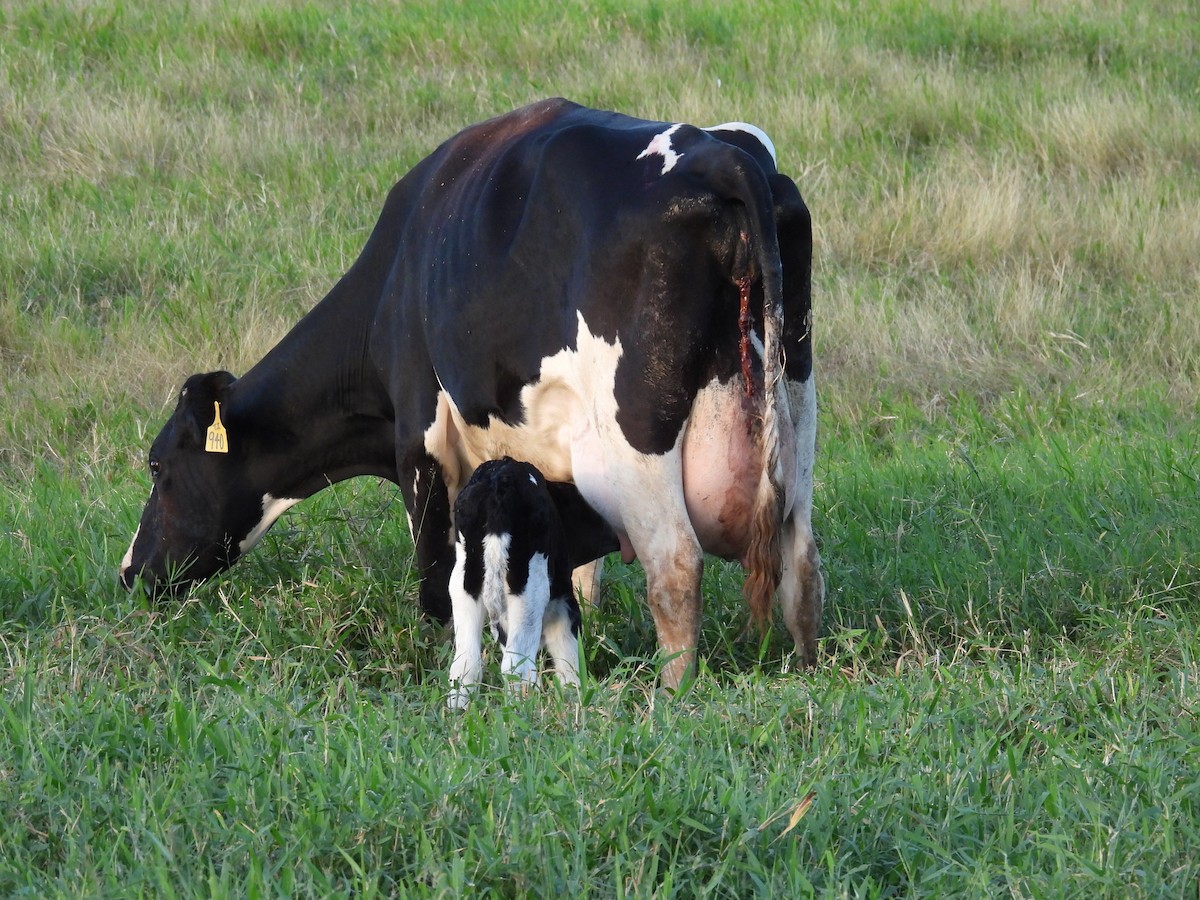 Animals - ML646551960