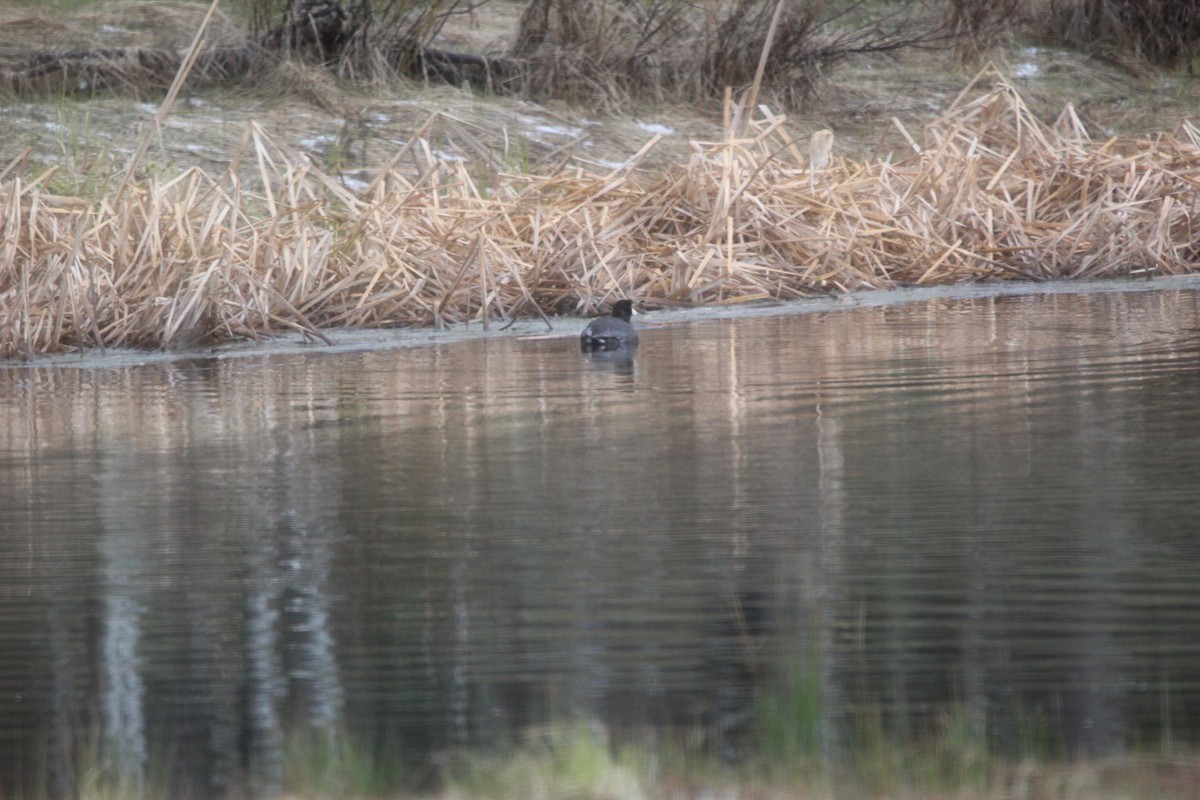 American Coot - ML646551961