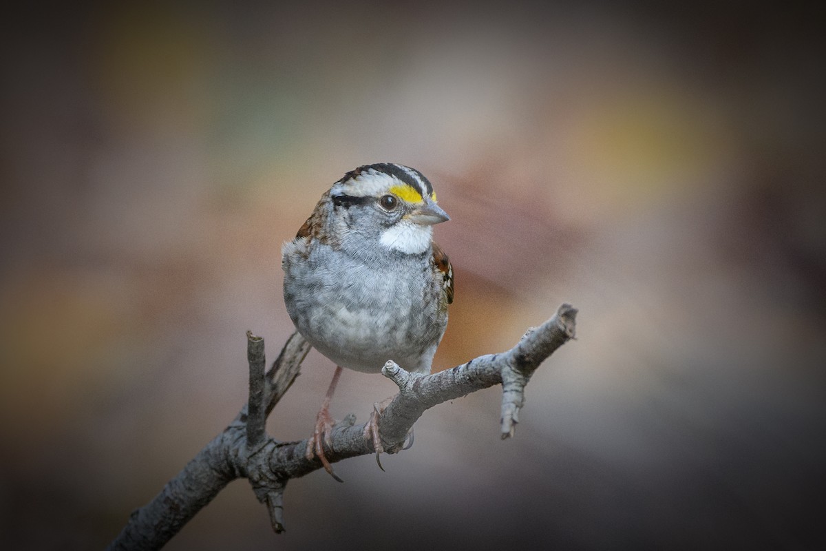 White-throated Sparrow - ML646551963