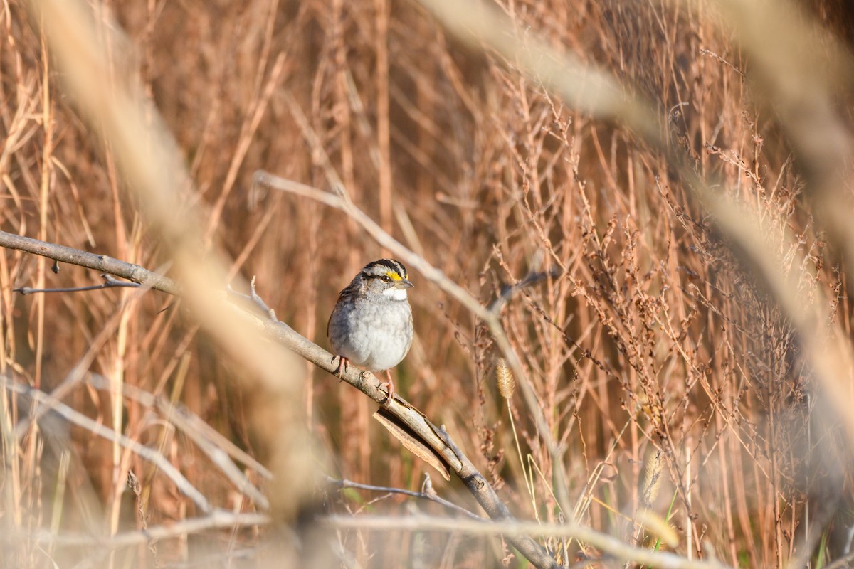 White-throated Sparrow - ML646551964