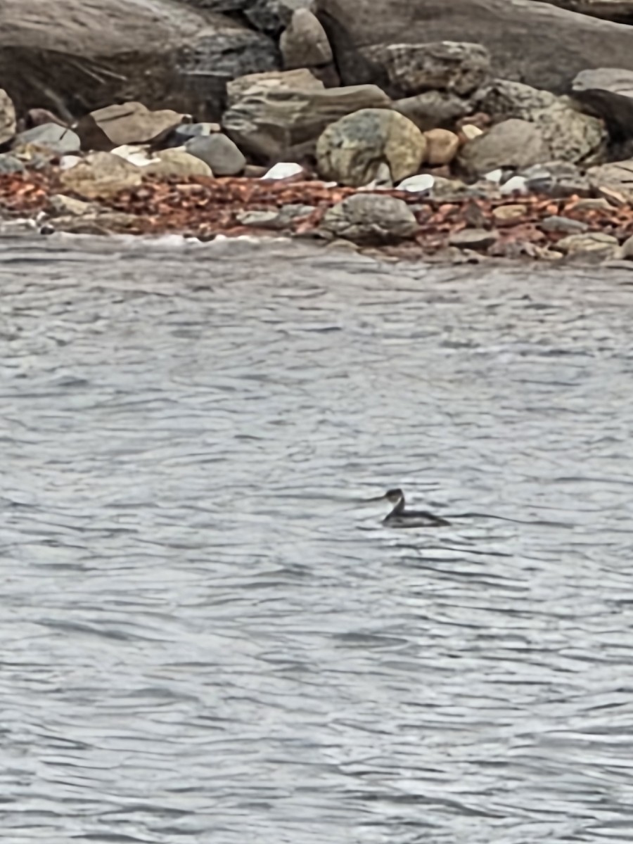 טבלן אפור-לחיים - ML646551965