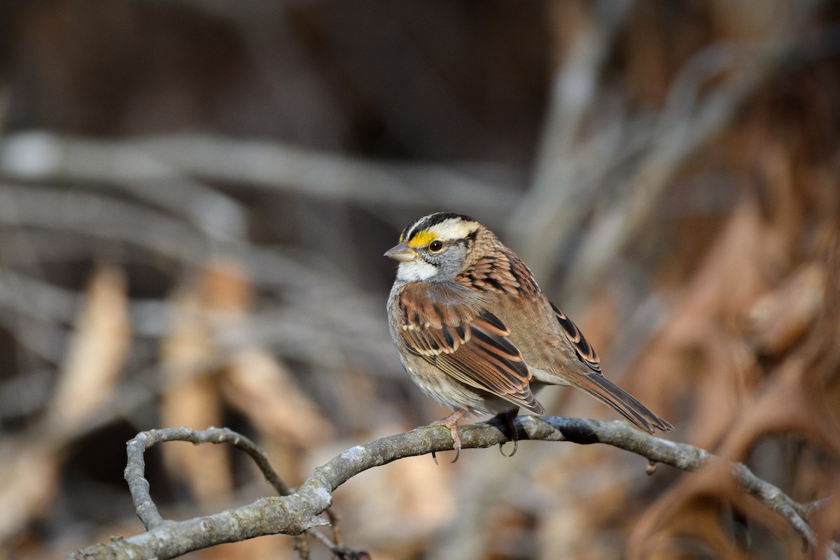 White-throated Sparrow - ML646551966