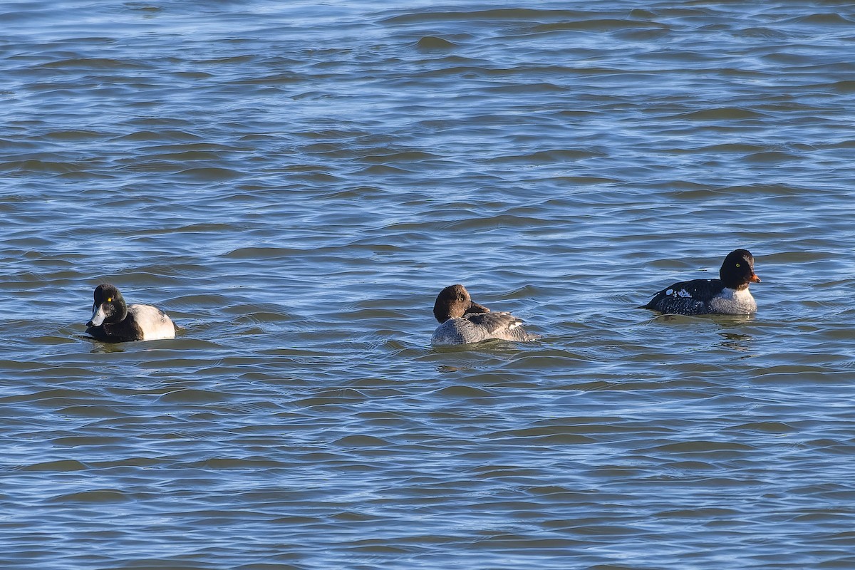 Гоголь - ML646551967