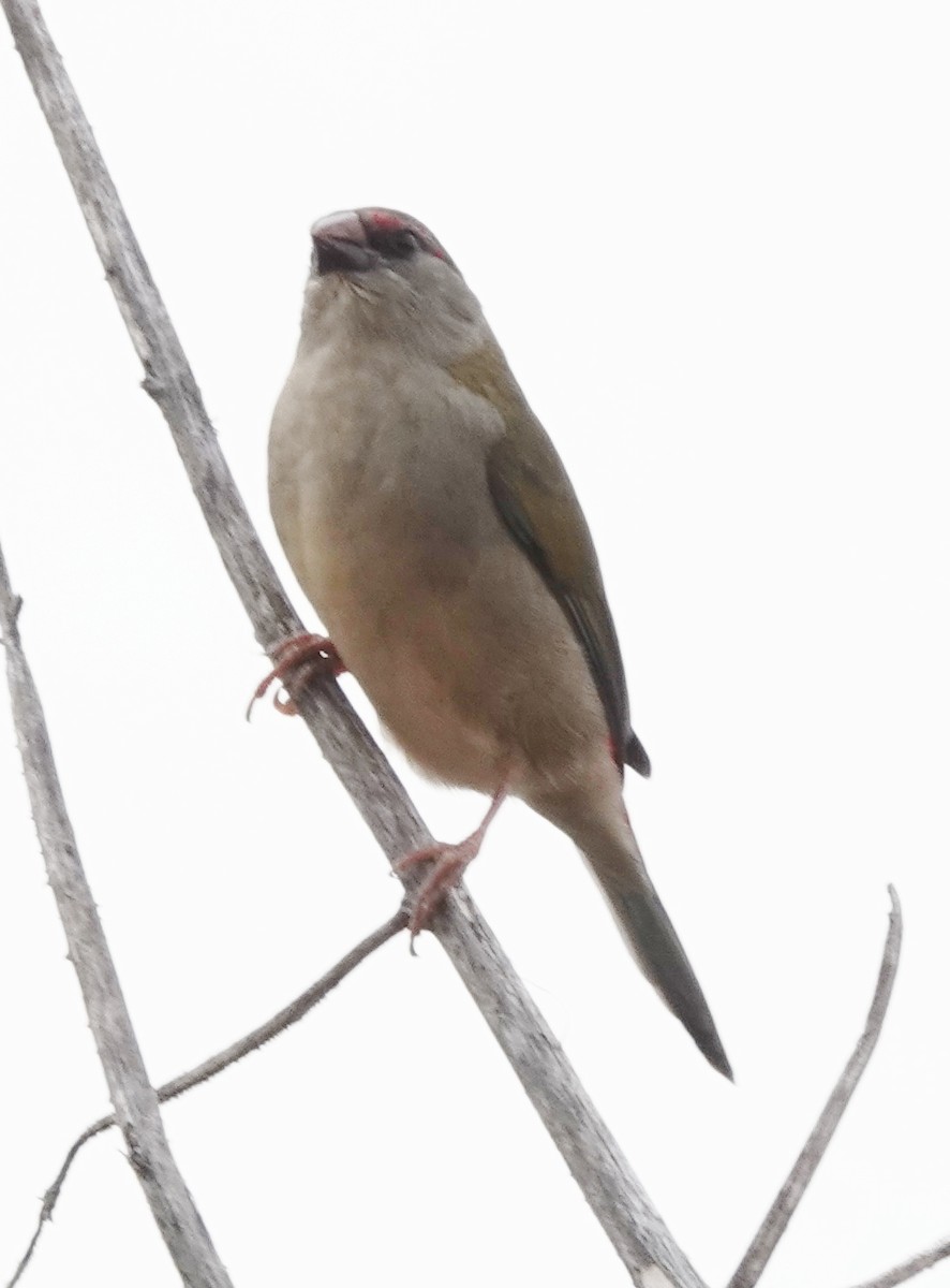 Diamante Cejirrojo - ML646551970