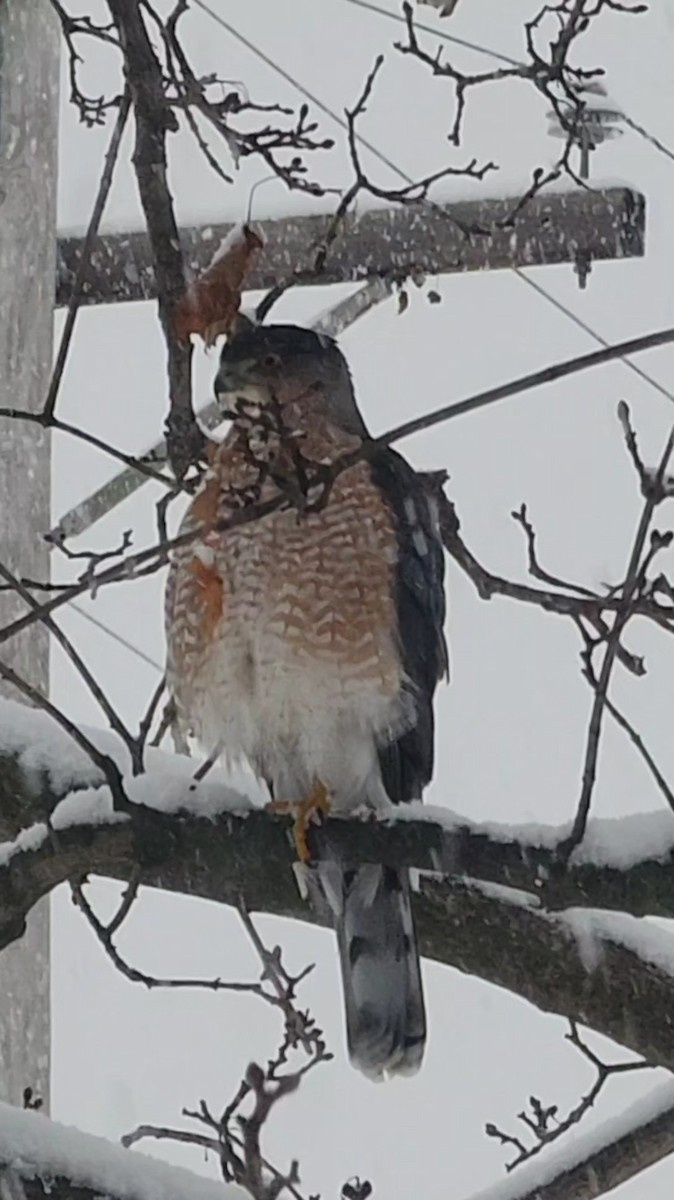 Cooper's Hawk - ML646551971