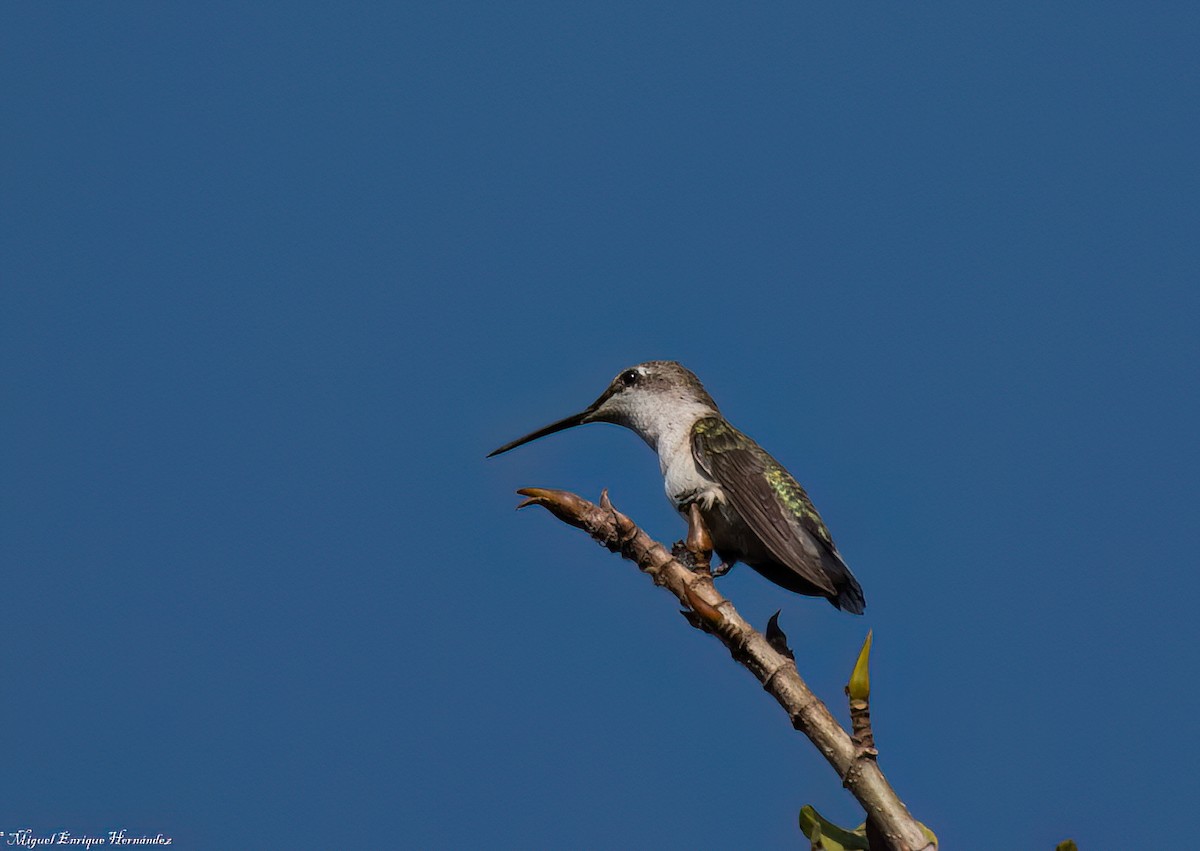 Colibri à gorge rubis - ML646551972