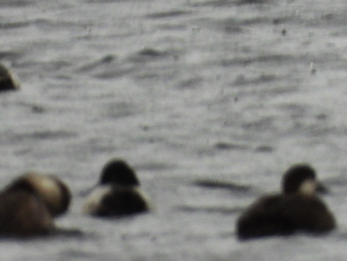 Pazifiktrauerente - ML646551973