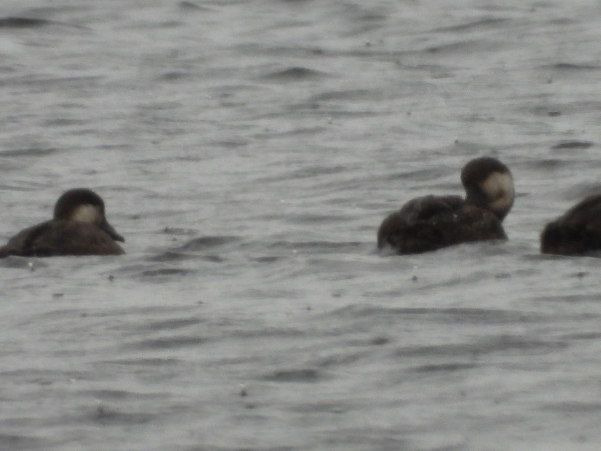 Pazifiktrauerente - ML646551975