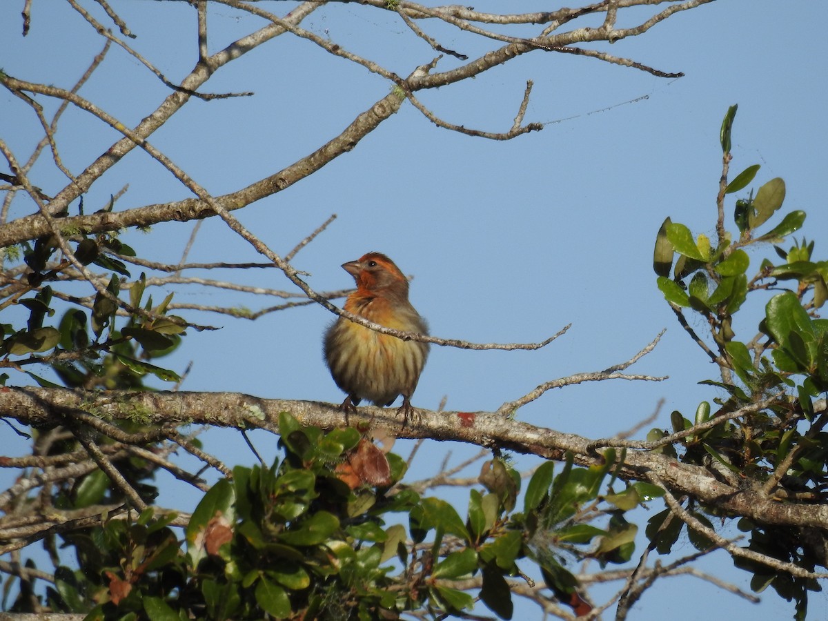 House Finch - ML646551976