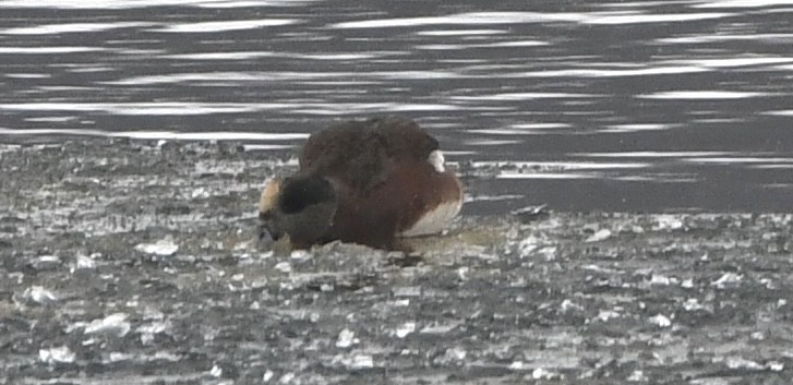 American Wigeon - ML646551978
