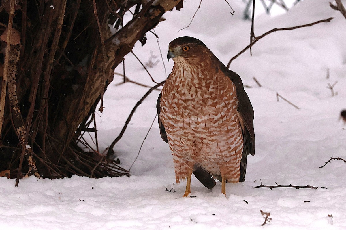 Cooper's Hawk - ML646551982