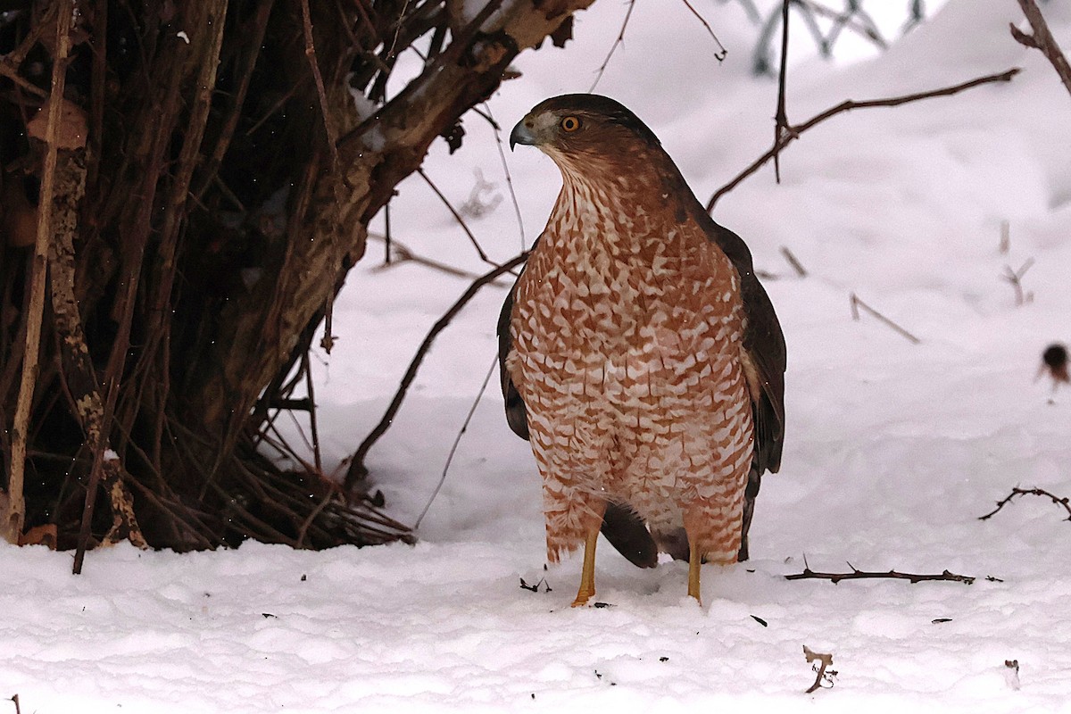 Cooper's Hawk - ML646551983
