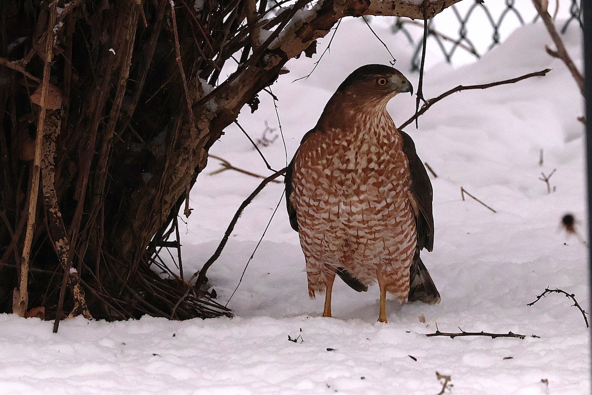 Cooper's Hawk - ML646551984
