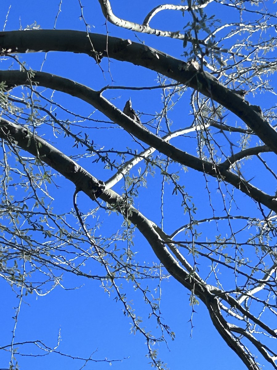 Ladder-backed Woodpecker - ML646551985