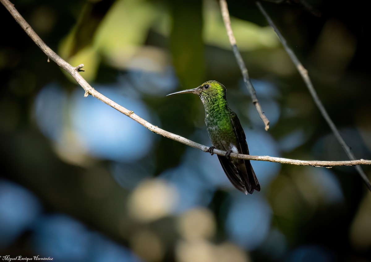 Berylline Hummingbird - ML646551986