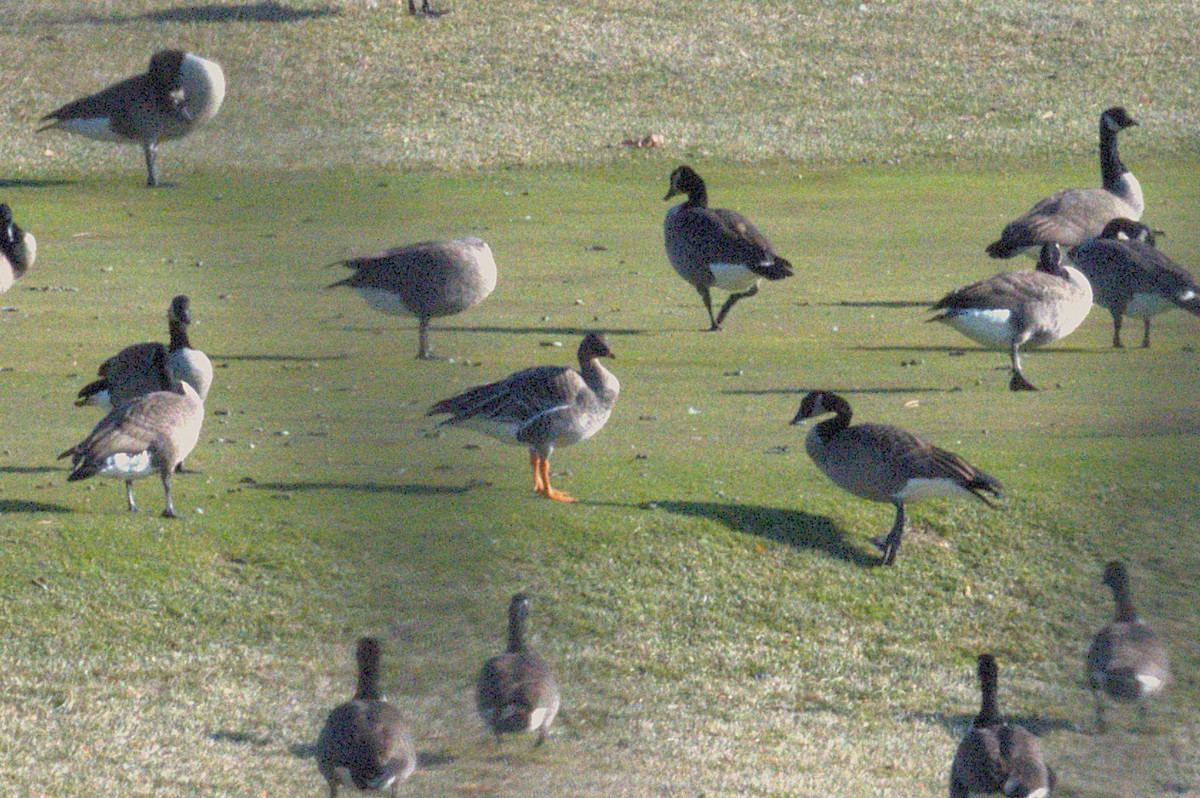 Tundrasaatgans - ML646551989