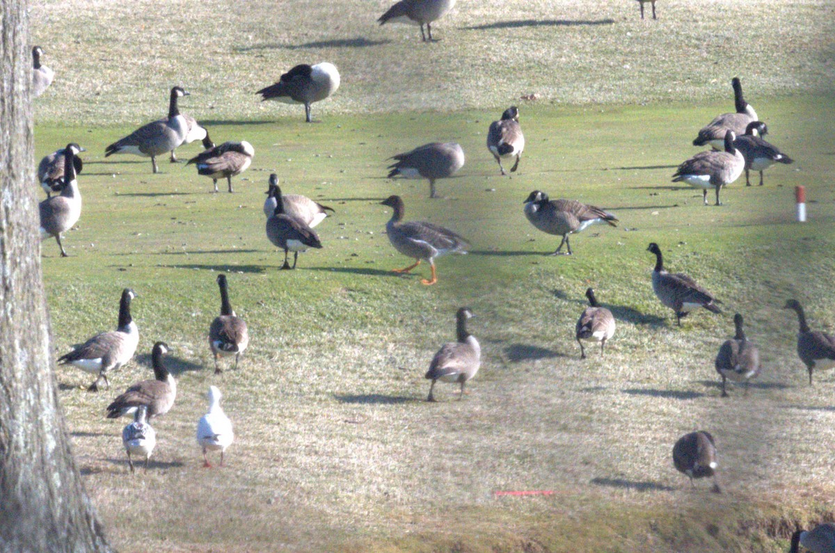 Tundrasaatgans - ML646551990