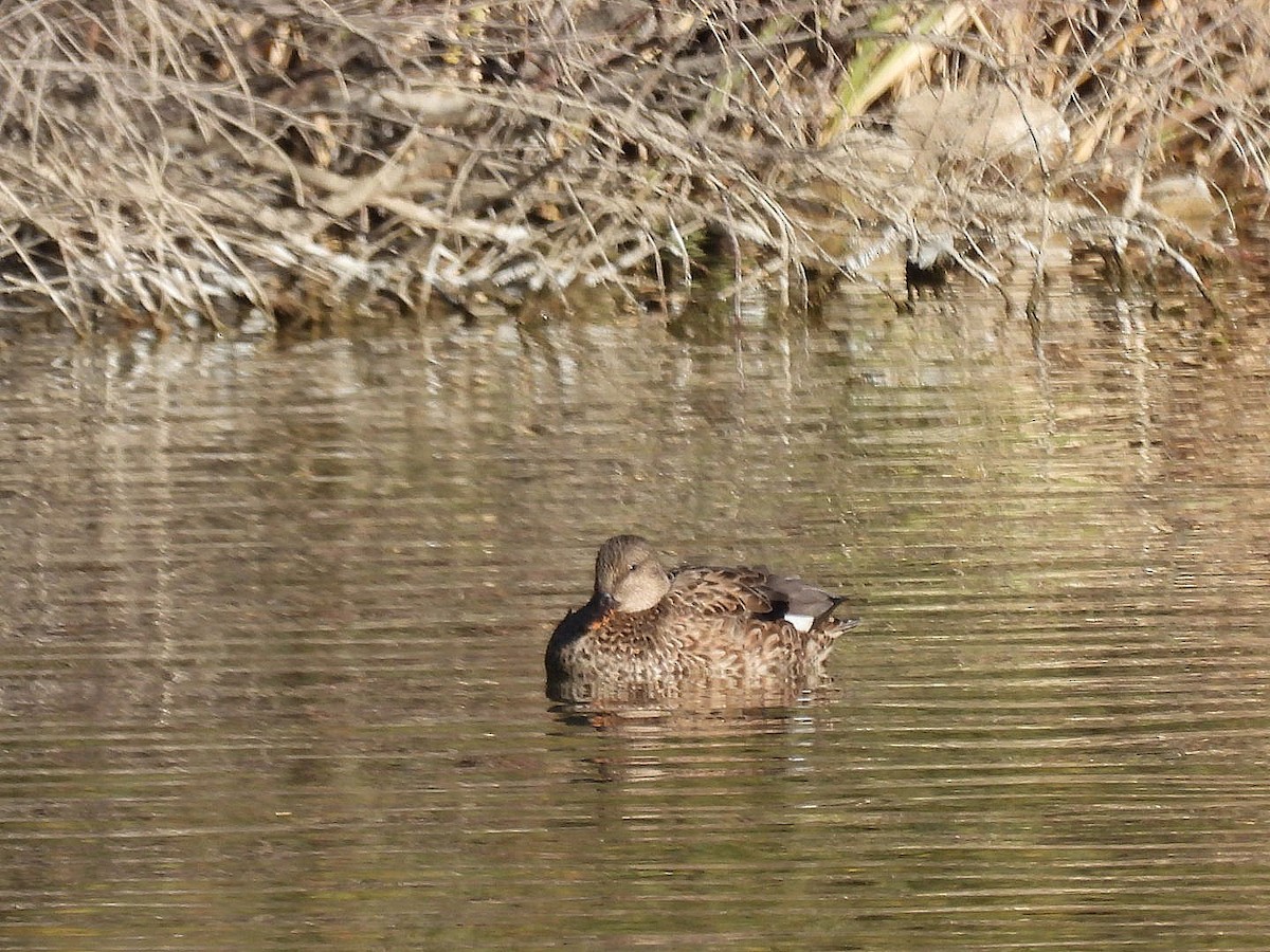 Gadwall - ML646551994